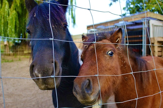 [2025] Groeikamp met pony’s - Zomer 8(18/8)  - Dentergem