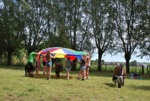 [2026] Sta sterk in je schoenen - Krokus 1(16/2)  - Hamme An paardencoach