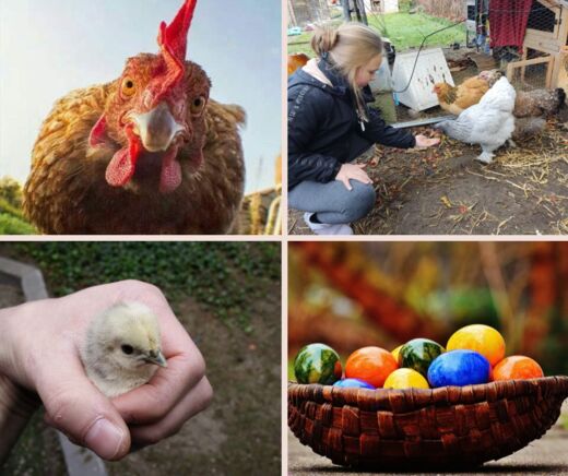 [2026] Het Ei van Columbus - Pasen 2(13/4)  - Ingelmunster